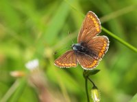 Aricia agestis 22, Bruin blauwtje, Saxifraga-Rudmer Zwerver