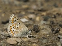 Aricia agestis 25, Bruin blauwtje, Saxifraga-Jan van der Straaten