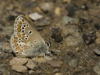 Aricia agestis 26, Bruin blauwtje, Saxifraga-Jan van der Straaten