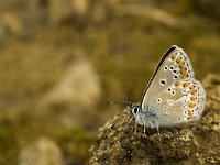 Aricia agestis 27 Bruin blauwtje, Saxifraga-Jan van der Straaten