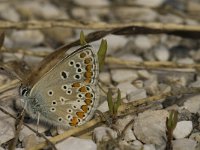 Aricia agestis 29, Bruin blauwtje, Saxifraga-Jan van der Straaten