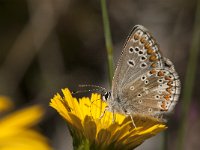 Aricia agestis 30, Bruin blauwtje, Saxifraga-Marijke Verhagen