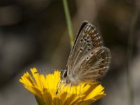 Aricia agestis 31, Bruin blauwtje, Saxifraga-Marijke Verhagen