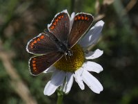 Aricia agestis 32, Bruin blauwtje, Saxifraga-Peter Meininger