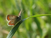 Aricia agestis 36, Bruin blauwtje, Saxifraga-Kars Veling