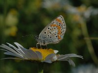 Aricia agestis 37, Bruin blauwtje, Saxifraga-Bas Klaver