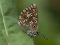 Aricia agestis 40, Bruin blauwtje, Saxifraga-Willem van Kruijsbergen