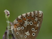 Aricia agestis 41, Bruin blauwtje, Saxifraga-Willem van Kruijsbergen