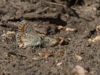 Aricia agestis 42, Bruin blauwtje, Saxifraga-Jan van der Straaten