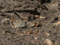 Aricia agestis 43, Bruin blauwtje, Saxifraga-Jan van der Straaten