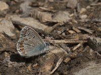 Aricia agestis 45, Bruin blauwtje, Saxifraga-Jan van der Straaten