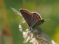 Aricia agestis 49, Bruin blauwtje, Saxifraga-Hans Dekker