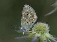 Aricia agestis 6, Bruin blauwtje, Saxifraga-Willem van Kruijsbergen