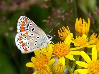 Aricia agestis 8, Bruin blauwtje, Vlinderstichting-Chris van Swaay  bruin blauwtje aricia agestis