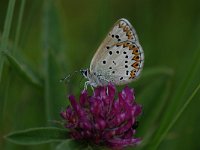 Aricia eumedon 10, Zwart blauwtje, Saxifraga-Arthur van Dijk