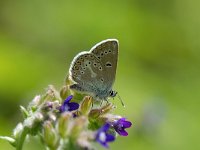 Aricia eumedon 11, Zwart blauwtje, Saxifraga-Arthur van Dijk