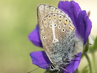 Aricia eumedon 14, Zwart blauwtje, Saxifraga-Luuk Vermeer