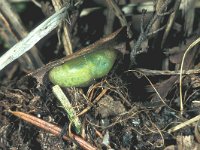 Aricia eumedon 2, Zwart blauwtje, pupa, Saxifraga-Frits Bink