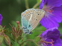 Aricia eumedon 6, Zwart blauwtje, Vlinderstichting-Albert Vliegenthart