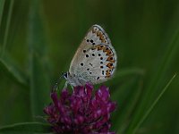 Aricia eumedon 9, Zwart blauwtje, Saxifraga-Arthur van Dijk