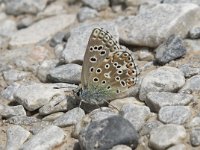 Aricia morronensis