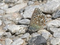 Aricia morronensis 2, Spaans bruin blauwtje, Saxifraga-Willem van Kruijsbergen