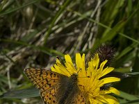 Boloria aquilonaris 11, Veenbesparelmoervlinder, Saxifraga-Willem van Kruijsbergen