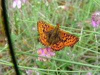 Boloria aquilonaris 16, Veenbesparelmoervlinder, Vlinderstichting-Henk Bosma