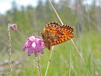 Boloria aquilonaris 25, Veenbesparelmoervlinder, on Erica tetralix, Saxifraga-Kars Veling