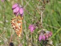 Boloria aquilonaris 26, Veenbesparelmoervlinder, on Erica tetralix, Saxifraga-Kars Veling