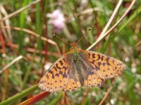 Boloria aquilonaris 28, Veenbesparelmoervlinder, Saxifraga-Kars Veling