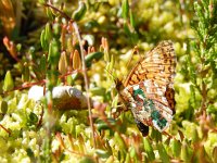 Boloria aquilonaris 30, Veenbesparelmoervlinder, marked specimen, on Vaccinium oxycoccos, Saxifraga-Kars Veling