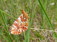 Boloria aquilonaris 32, Veenbesparelmoervlinder, resting, Saxifraga-Kars Veling