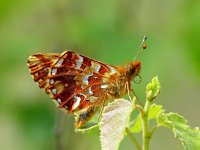 Boloria aquilonaris 8, Veenbesparelmoervlinder, Vlinderstichting-Henk Bosma