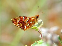 Boloria aquilonaris 9, Veenbesparelmoervlinder, Vlinderstichting-Henk Bosma