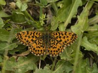 Boloria dia 12, Akkerparelmoervlinder, male, Saxifraga-Jan van der Straaten