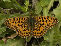 Boloria dia 13, Akkerparelmoervlinder, male, Saxifraga-Jan van der Straaten