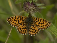 Boloria dia 15, Akkerparelmoervlinder, male, Saxifraga-Jan van der Straaten