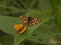 Boloria dia 16, Akkerparelmoervlinder, Saxifraga-Jan van der Straaten