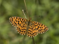 Boloria dia 17, Akkerparelmoervlinder, male, Saxifraga-Jan van der Straaten