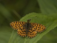 Boloria dia 18, Akkerparelmoervlinder, Saxifraga-Jan van der Straaten