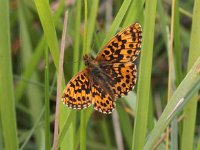 Boloria dia 19, Akkerparelmoervlinder, Saxifraga-Peter Meininger