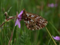 Boloria dia 2, Akkerparelmoervlinder, Vlinderstichting-Kars Veling