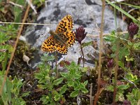 Boloria dia 20, Akkerparelmoervlinder, Saxifraga-Peter Meininger