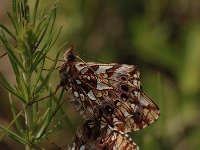 Boloria dia 22, Akkerparelmoervlinder, Saxifraga-Bas Klaver