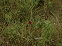 Boloria dia 23, Akkerparelmoervlinder, Saxifraga-Bas Klaver