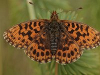 Boloria dia 24, Akkerparelmoervlinder, Saxifraga-Bas Klaver