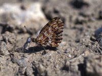 Boloria dia 3, Akkerparelmoervlinder, Vlinderstichting-Kars Veling