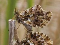 Boloria dia 8, Akkerparelmoervlinder, Saxifraga-Mark Zekhuis