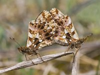 Boloria dia 9, Akkerparelmoervlinder, Saxifraga-Mark Zekhuis